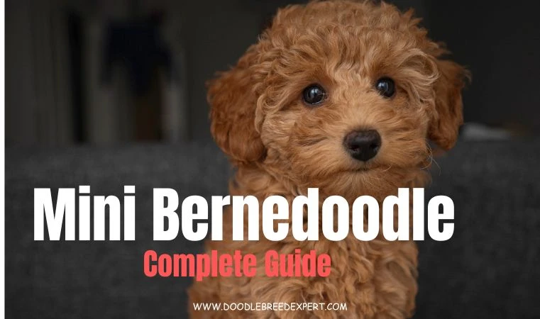 Aussiedoodle: the complete guide