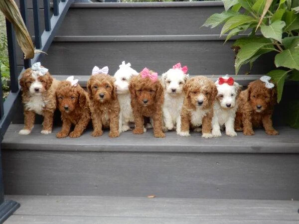 How Much Does a Mini Sheepadoodle Cost? A Complete Price Guide for 2025