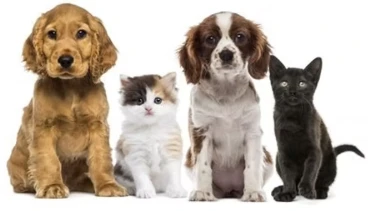 Best Cat Clinic Victoria BC | Feline Veterinary Care & Wellness Experts