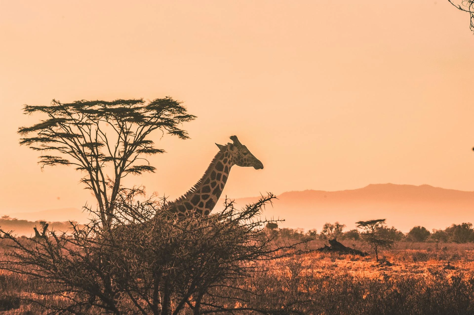Into the Heart of the Wild: The Timeless Allure of an African Safari