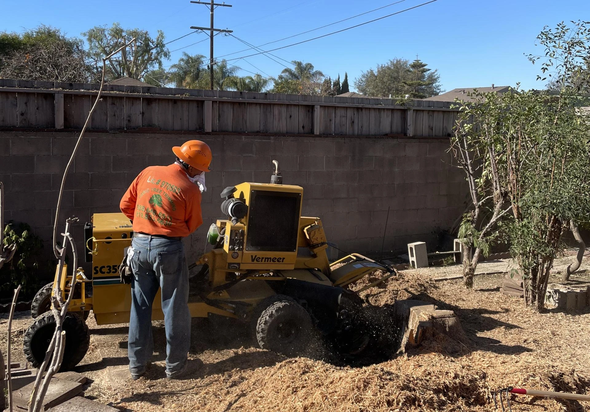Winter Winds In Sylmar: Why Your Trees Need Attention Before The Storms 
