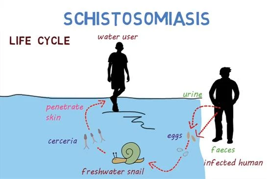 The Role of Environmental Factors in Schistosoma Infections