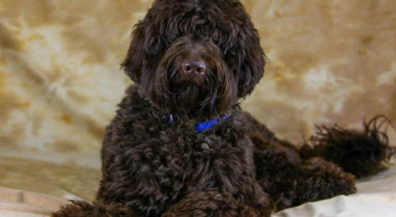 Looking for an Exceptional Companion? Discover What Sets Australian Labradoodles Apart