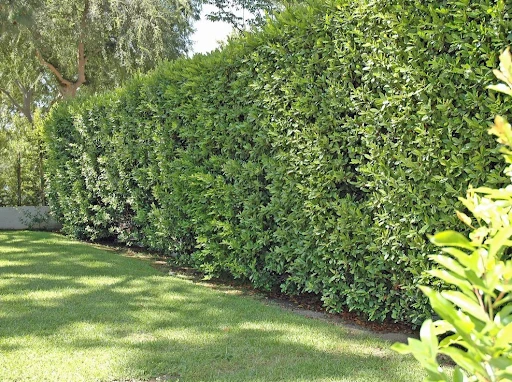 Why Privacy Trees Are the Natural Solution for Backyard Seclusion