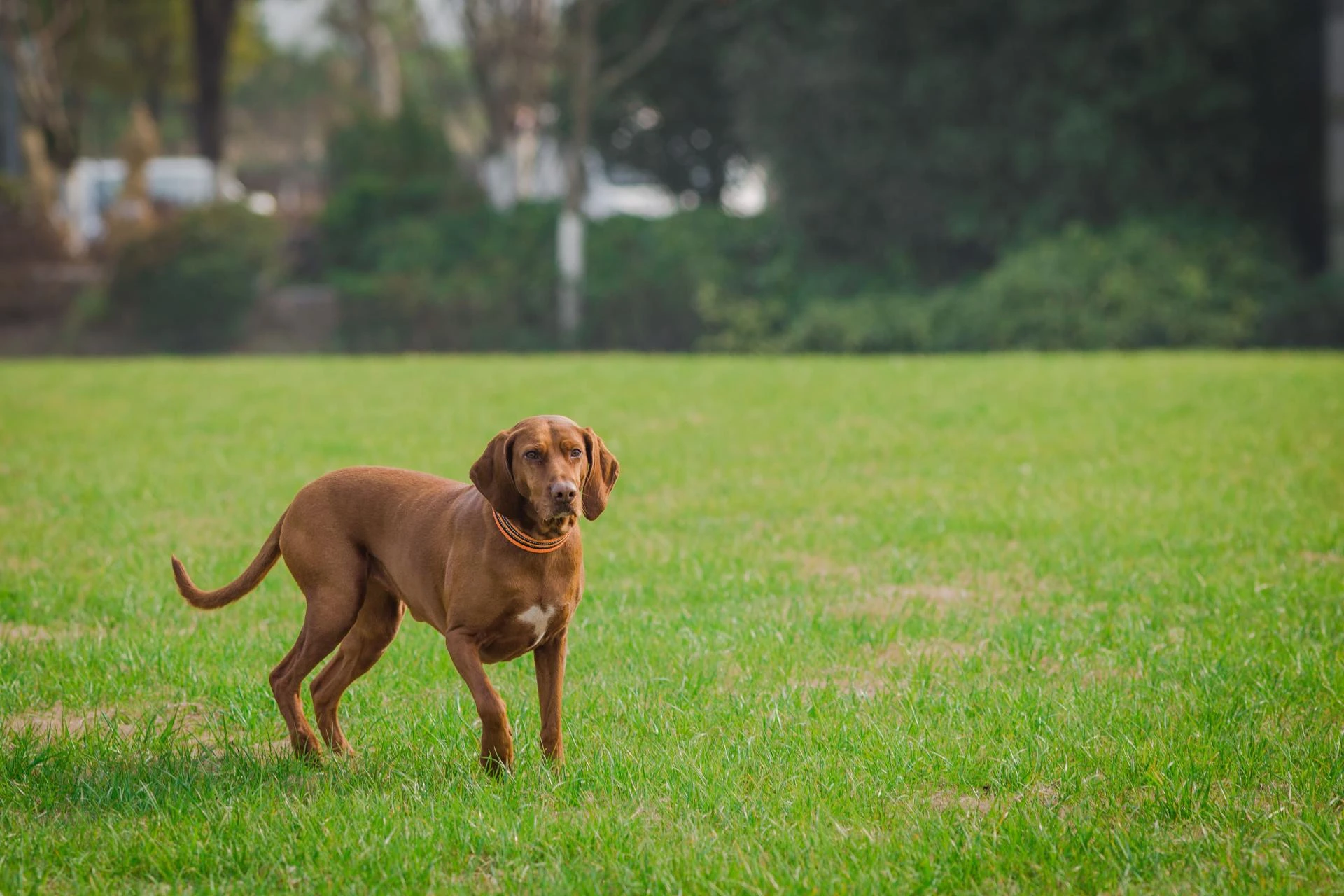 7 Best Practices for Maintaining Synthetic Grass for Dogs