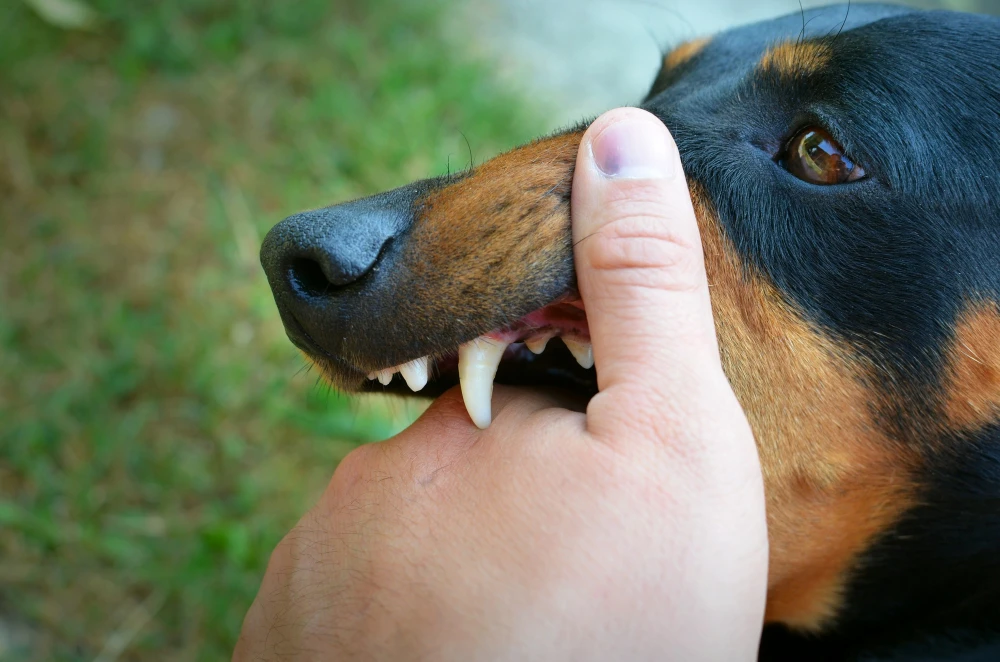 Why Delaying Legal Action Can Harm Your Dog Bite Claim