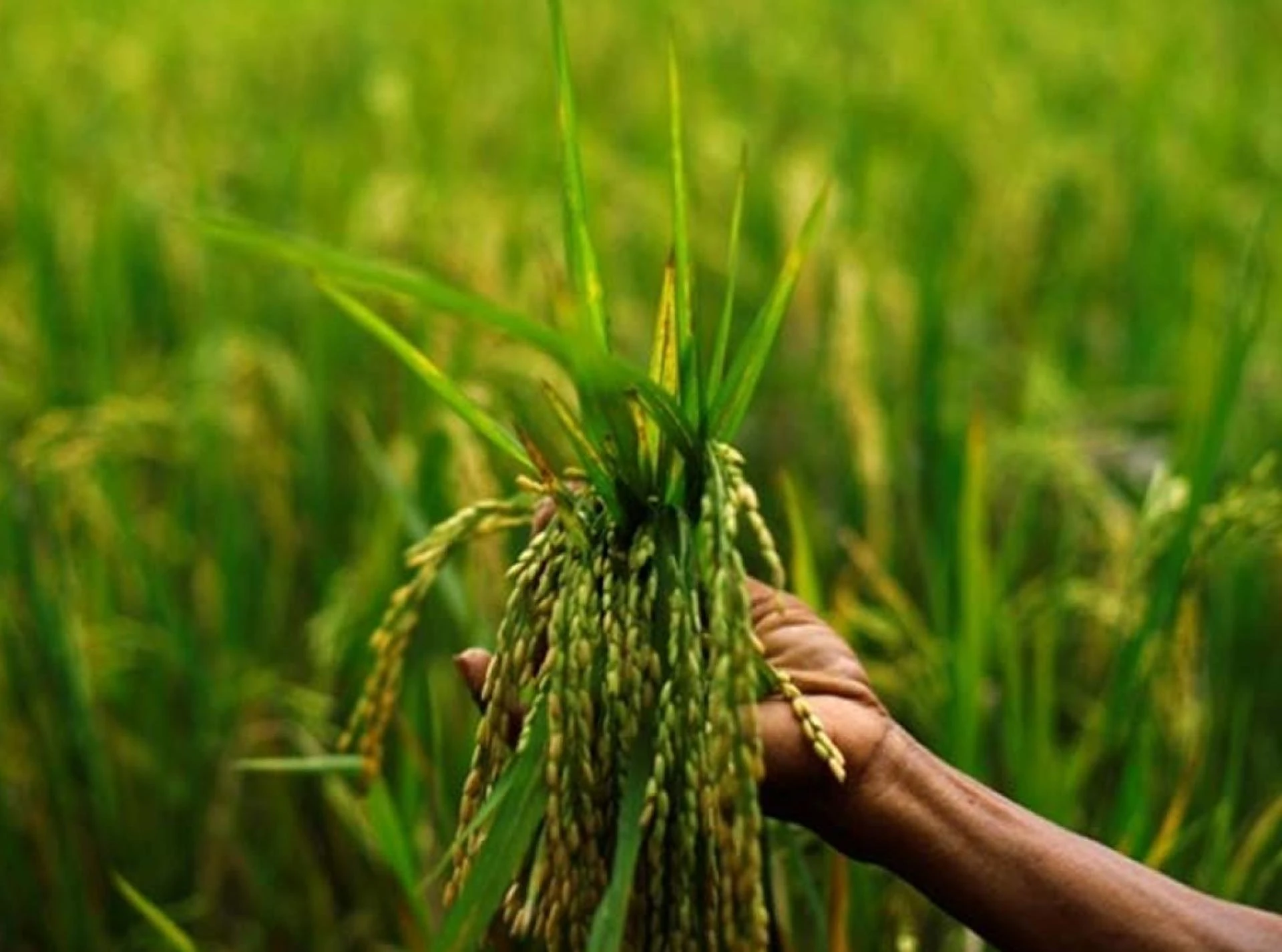 Restoring Healthy Soil in Kerala: Thanal Trust’s Community-Led Initiatives