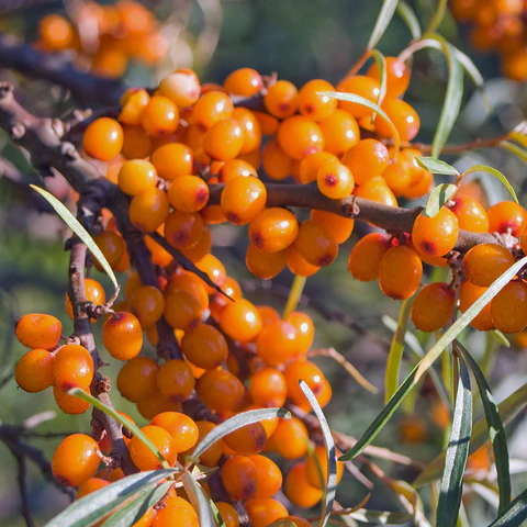 Sea Buckthorn Products – Pros & Cons – Which One to Buy