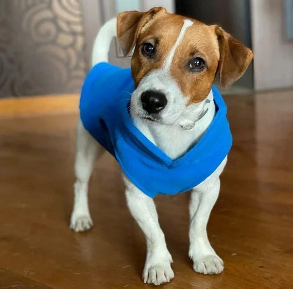 Top Reasons to Choose the Best Pet Accessories for Your Furry Friends in Kenya