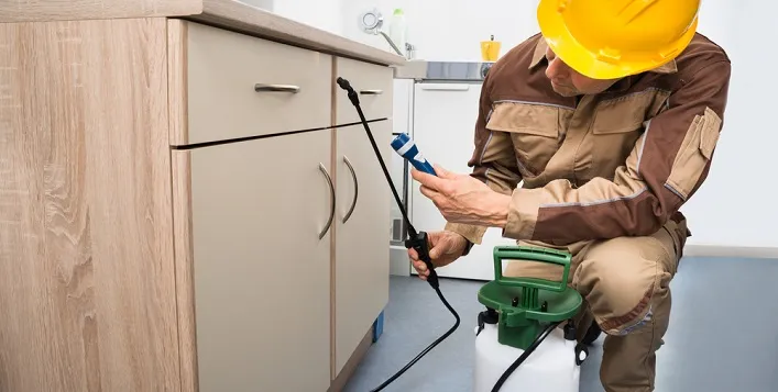 Why Regular Pest Inspections Matter in Dubai