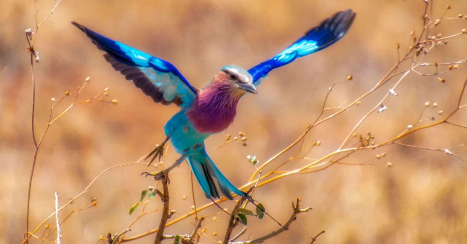 Experience the Beauty of Africa with Kosher Safari Tours