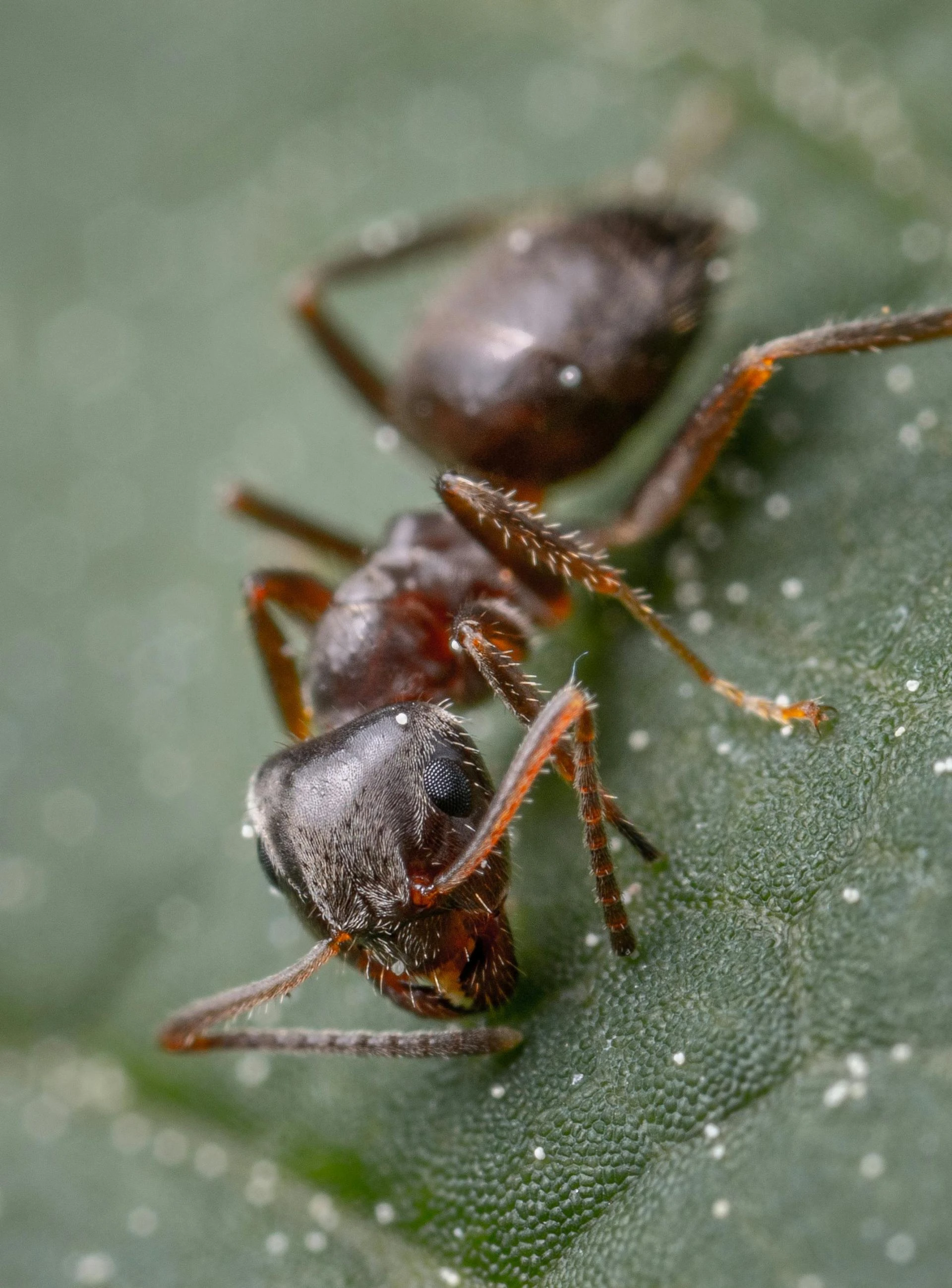 Expert Ant Control Solutions for Melbourne Homes and Businesses
