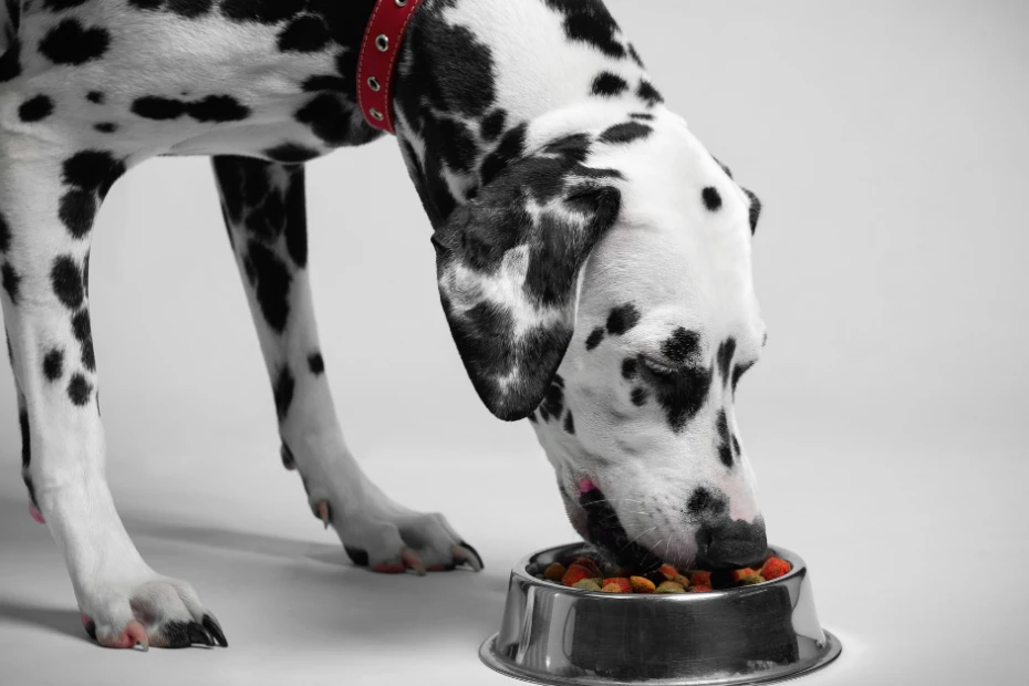 Feeding Your Dog the Right Way: A Simple Guide to Choosing Dog Food