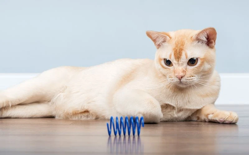 Can Spring Toys Reduce Boredom and Destructive Behaviour in Indoor Cats?