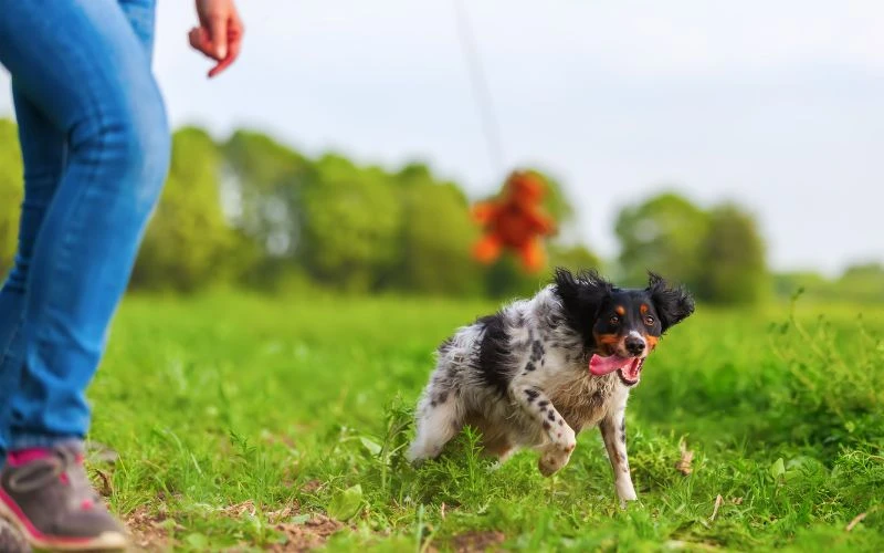 How Often Should Dogs Use a Flirt Pole for Safe Exercise? (2025 Expert Tips)