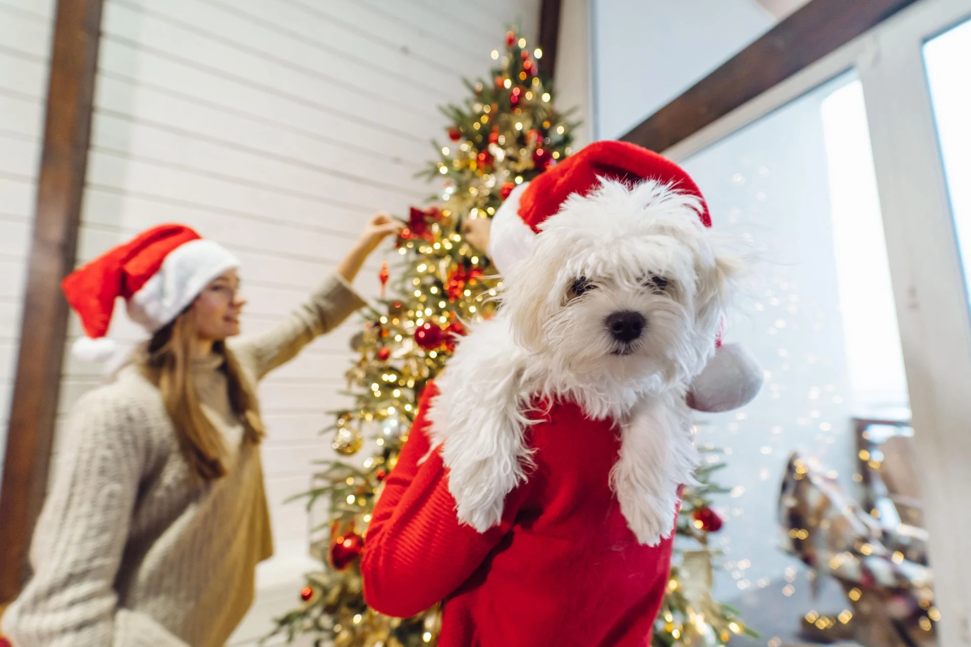 Top Festive Dog Costumes to Make Your Pup the Star of the Holidays