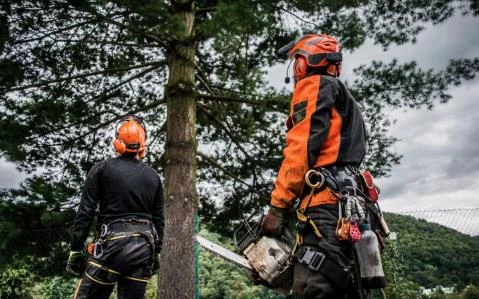 Importance of Stump Grinding and Tree Pruning in Charlotte and NC 