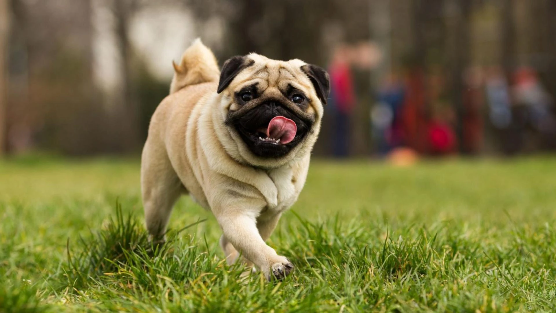 Pugs for Sale: Complete Checklist Before You Buy