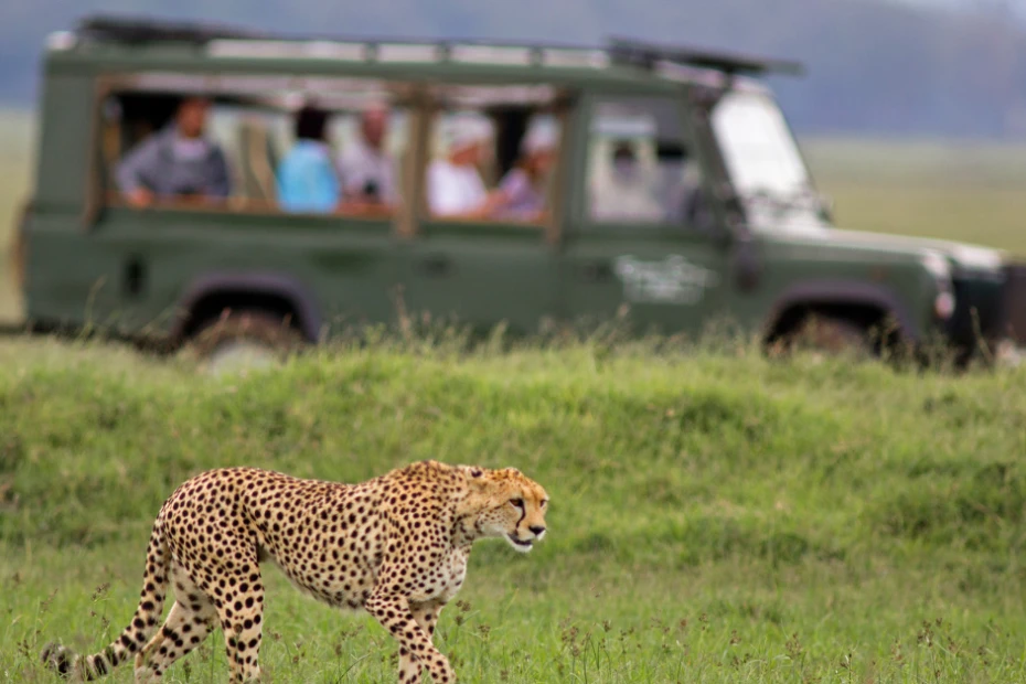 Kosher Safari Experiences Across Africa