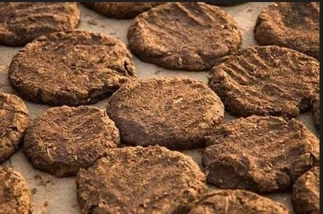 Cow Dung: Nature’s Gift for Health and Well-being