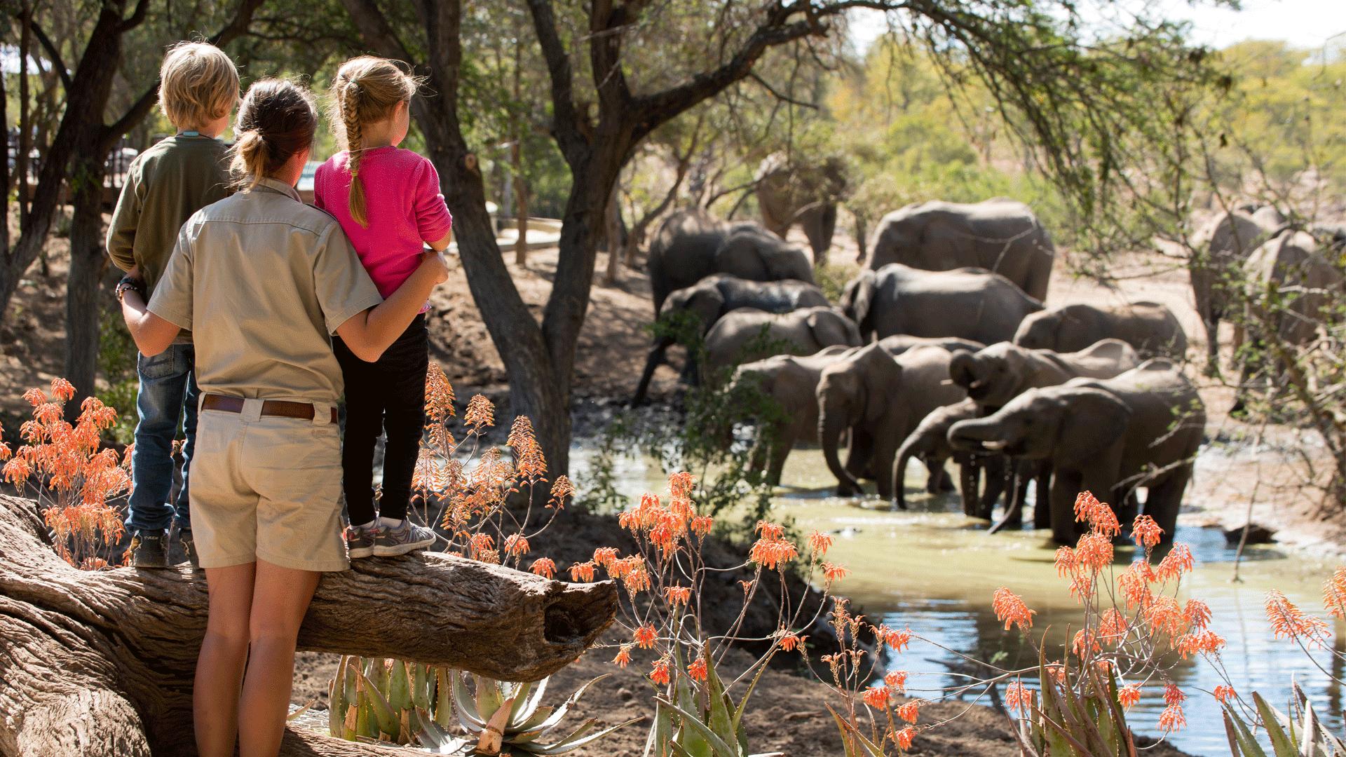 Discover Africa’s Beauty Through a Perfect Family Safari Journey