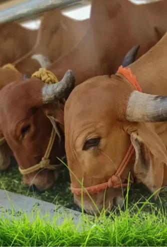 The Silent Shift Happening in India’s Kitchens: Why Pure, Farm-Fresh Foods Are Making a Comeback