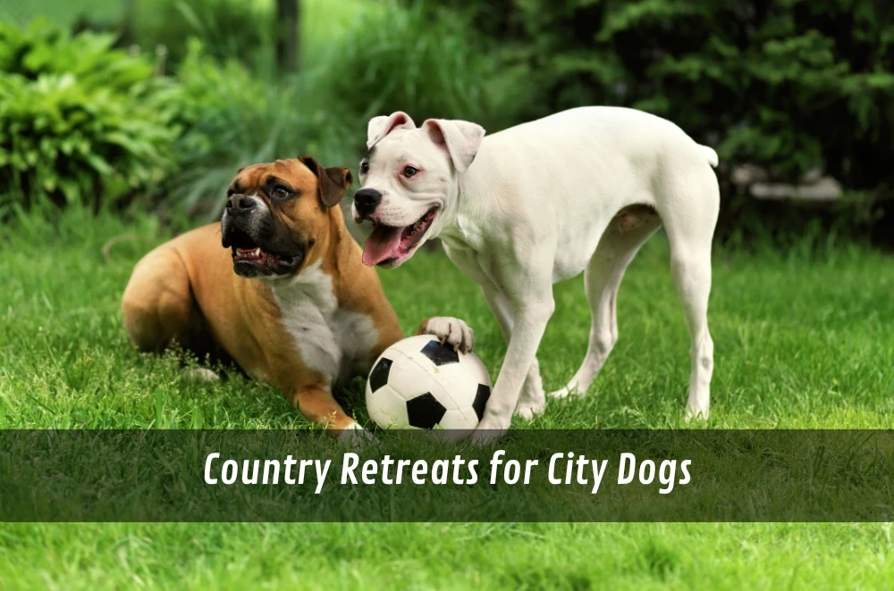 Country Retreats for City Dogs