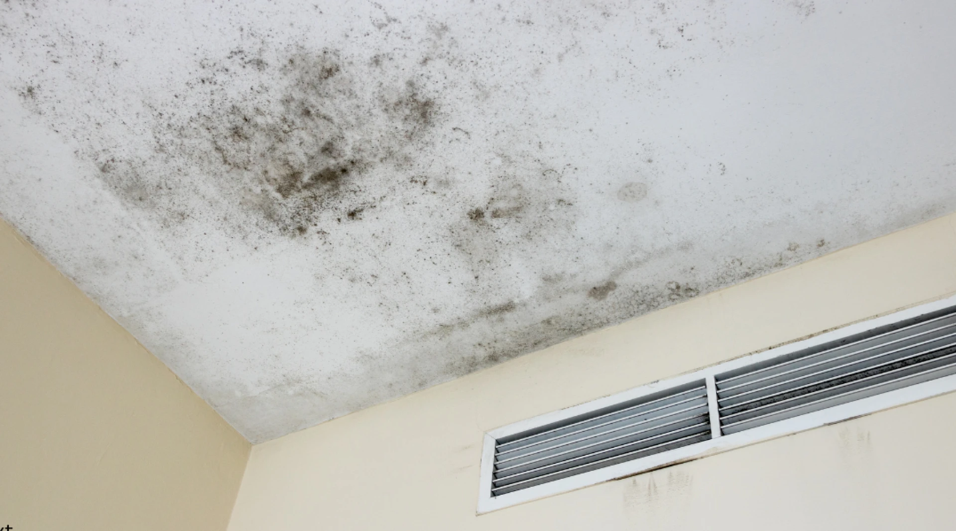 How to Get Rid of Mold Spores in the Air Naturally: A Complete Expert Guide