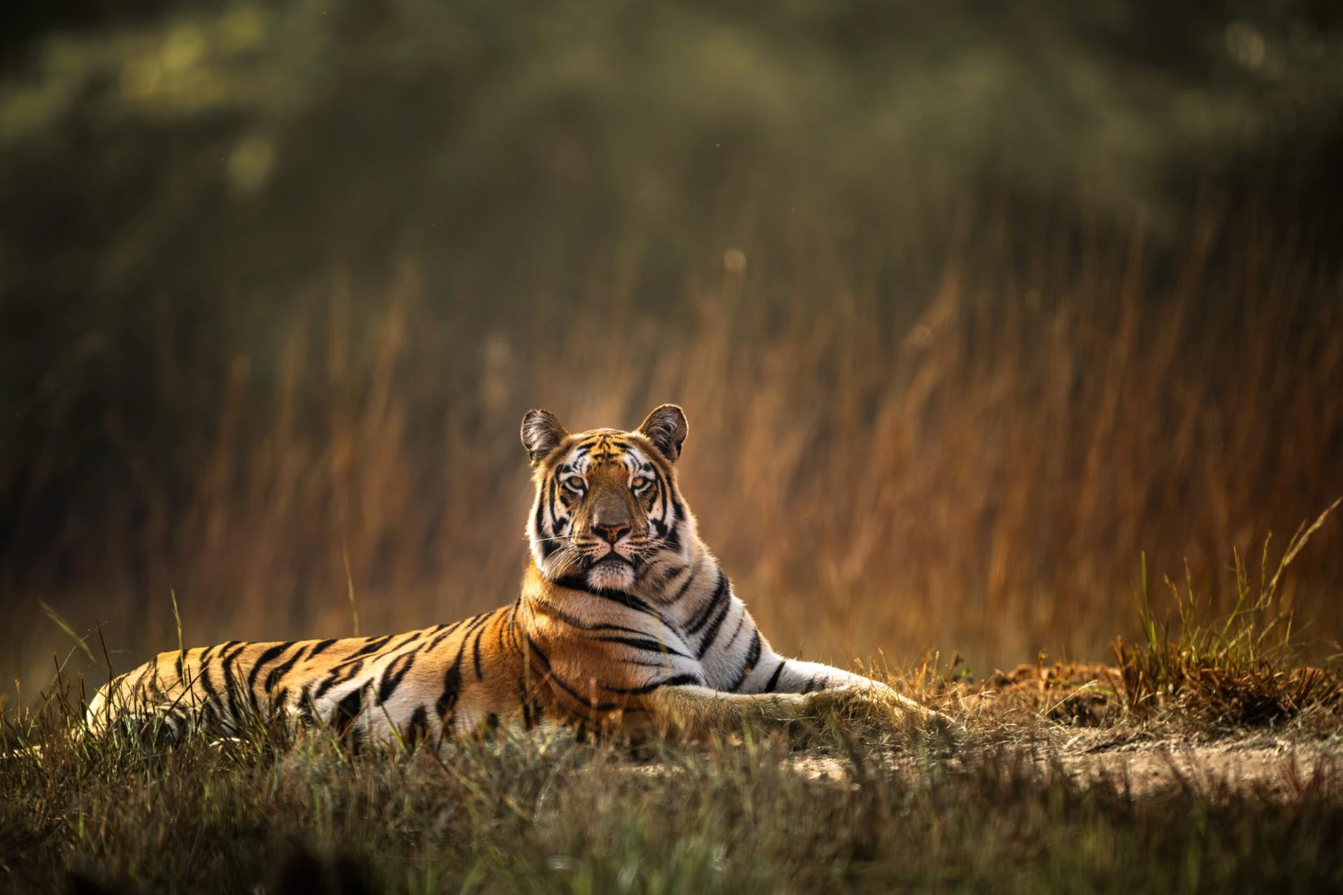Your Complete Guide to Ranthambore, Rajasthan’s Premier Wildlife Park
