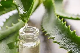 Aloe Vera Extracts Market Forecast 2035 With Key Trends And Growth Opportunities Globally