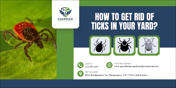 How to Get Rid of Ticks in Your Yard?