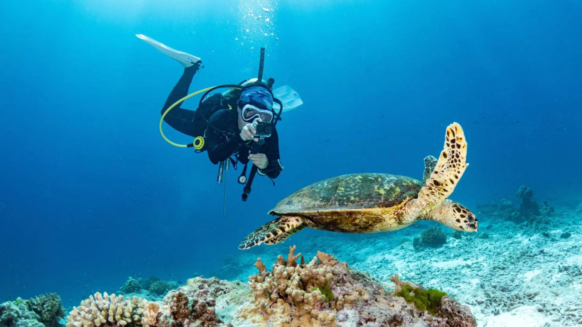 Scuba Diving in Andaman: Top Dive Spots to Explore