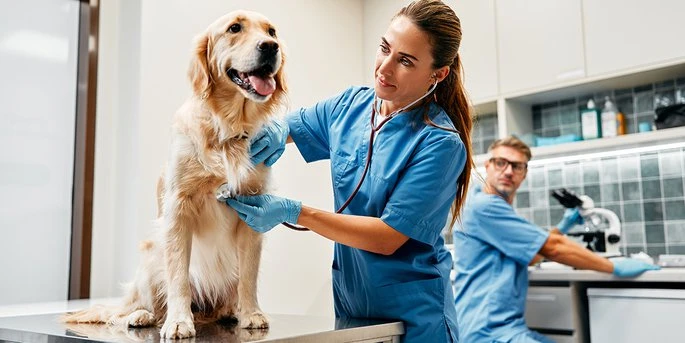 Dog Insurance Dubai – Complete Guide to Affordable Pet Healthcare Protection