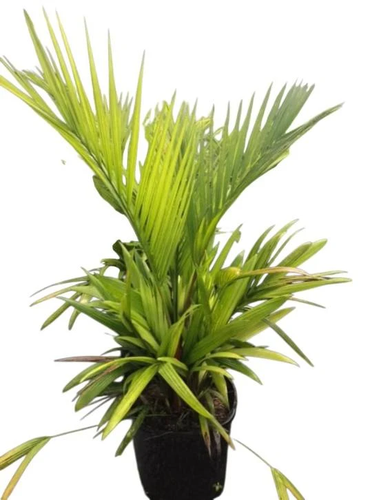 How Jupiter Homeowners Bring Nature Closer to Home