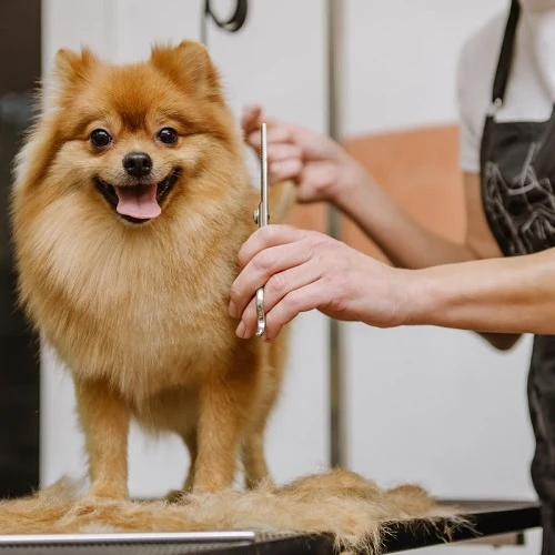 Poodle Grooming Essentials in FishHawk