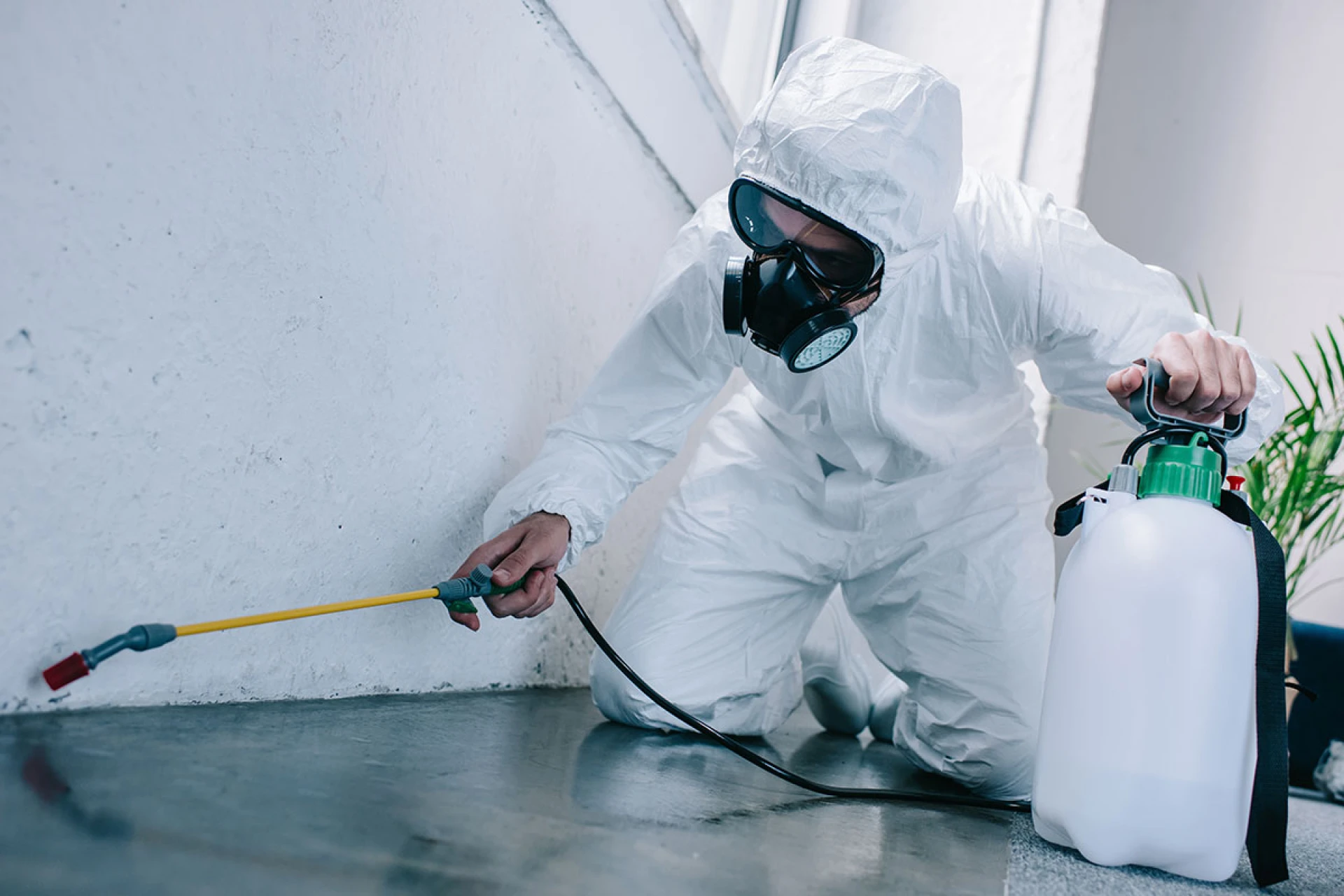 Why Professional Pest Control Services are Essential in the Bay Area?