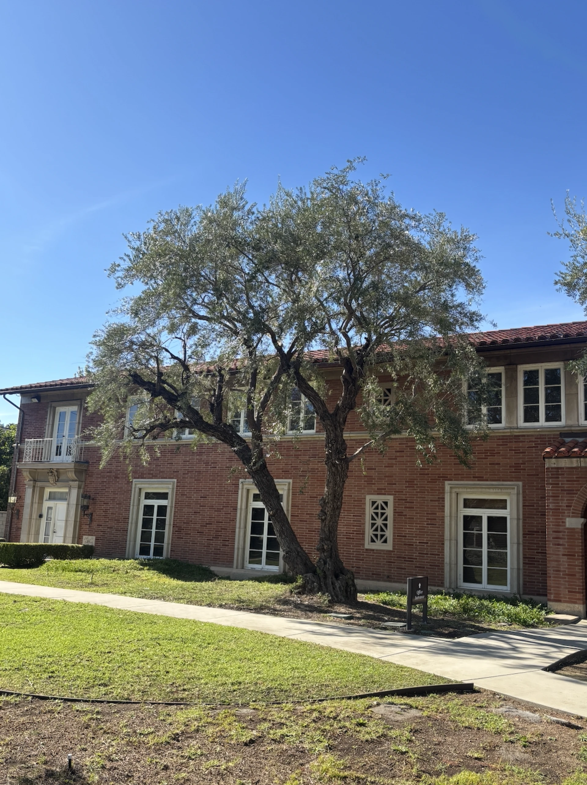 When Tree Care Becomes Property Protection in Sylmar, CA 