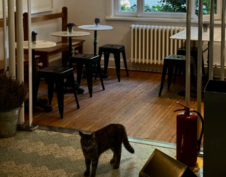 Why Phoenix Homes Have Mold Problems & How to Fix Them