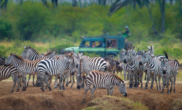 The Great Migration in Tanzania: When and Where to See It