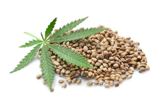 How Breeders Develop New Marijuana Seed Strains?