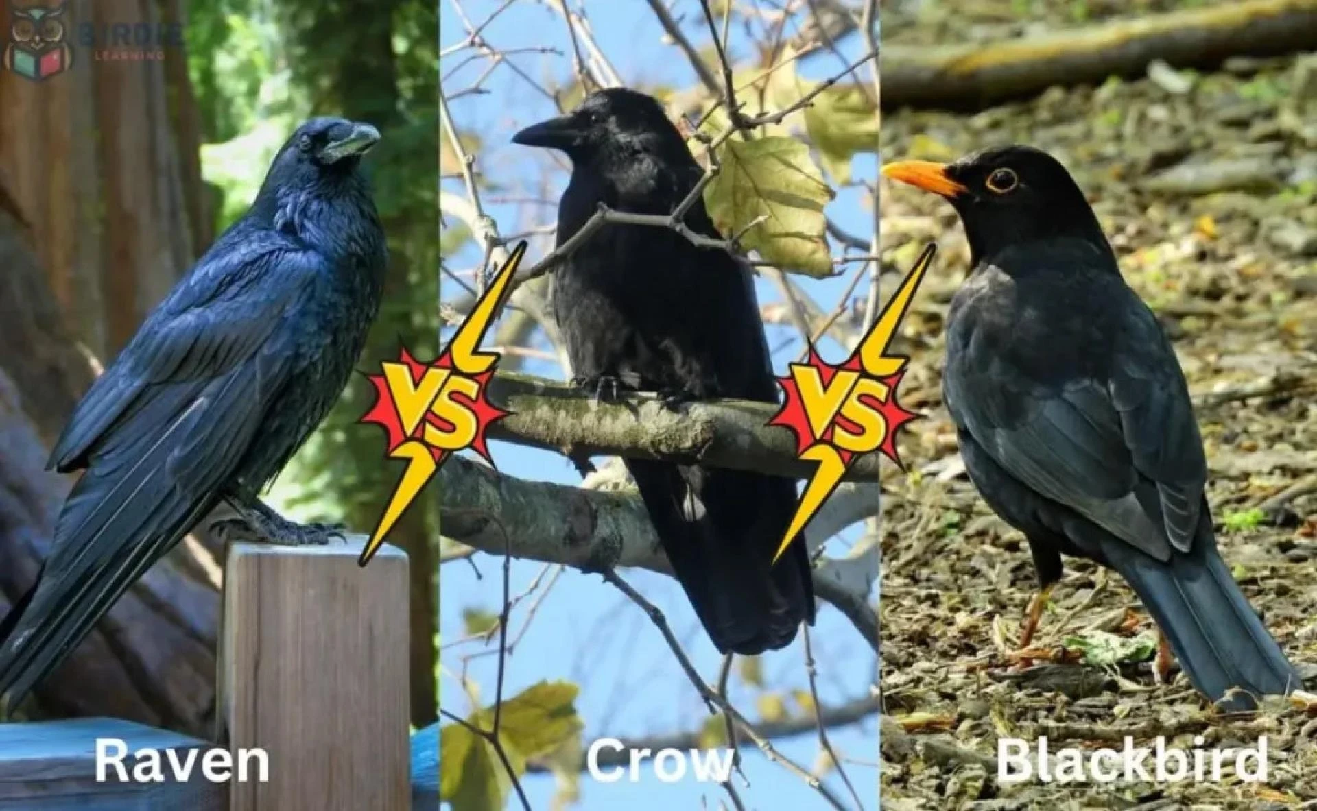 How to Recognize Raven vs Crow vs Blackbird in the Wild