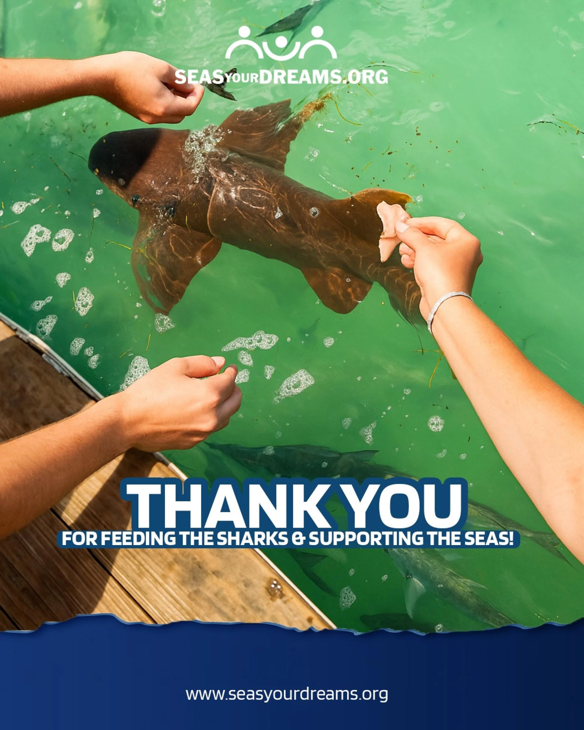 Sharks Stewards of the Sea and Our Wellbeing