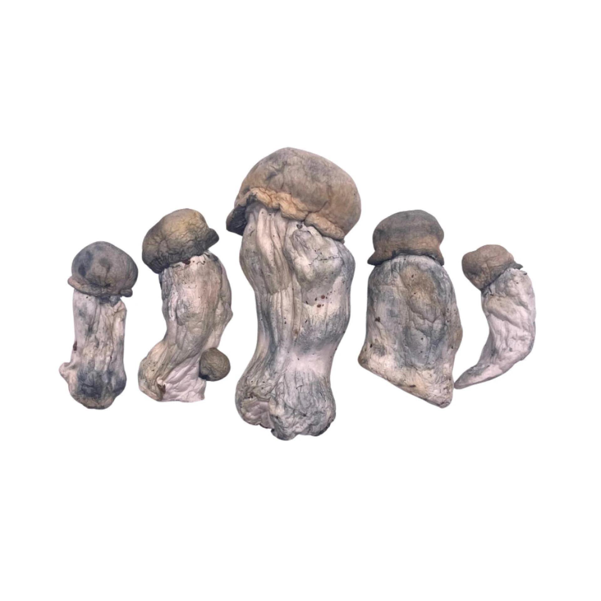 Magic Mushrooms Near Washington DC – A Modern Guide for Curious Buyers