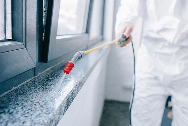 Why Hiring a Professional Pest Control Company Matters