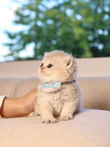 The Cognitive World of Cats: How British Shorthairs Perceive Their Environment