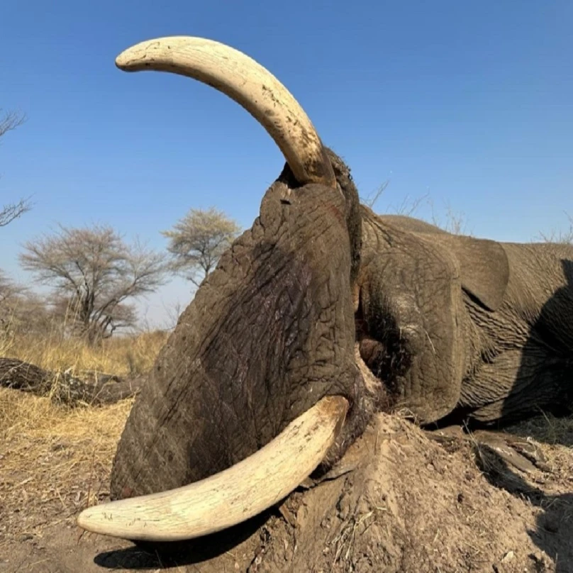 Discover the Untamed Beauty of Botswana’s Legendary Kalahari Wilderness