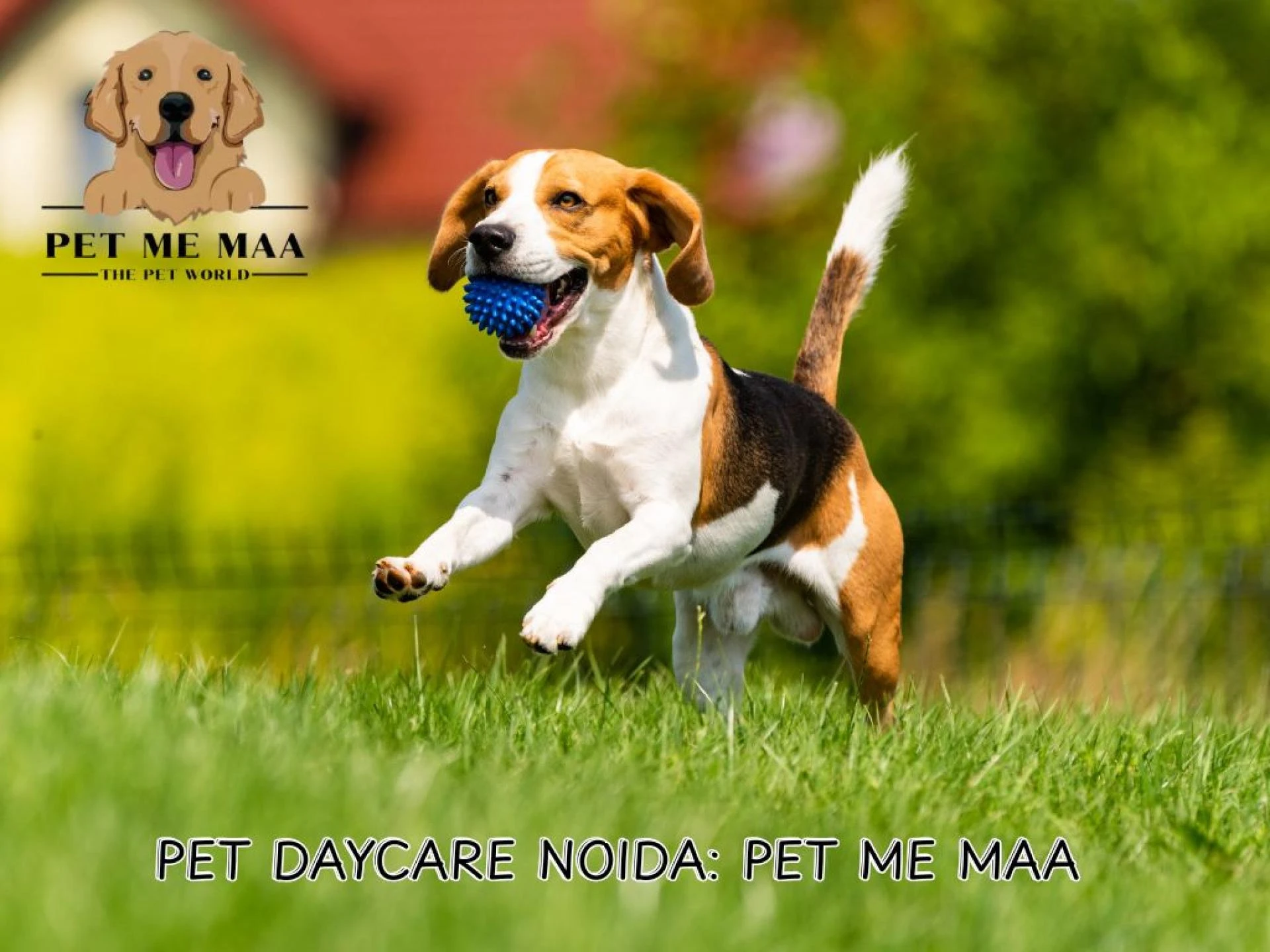 Pet Me Maa: Your Trusted Doggy Daycare Near Me in Noida