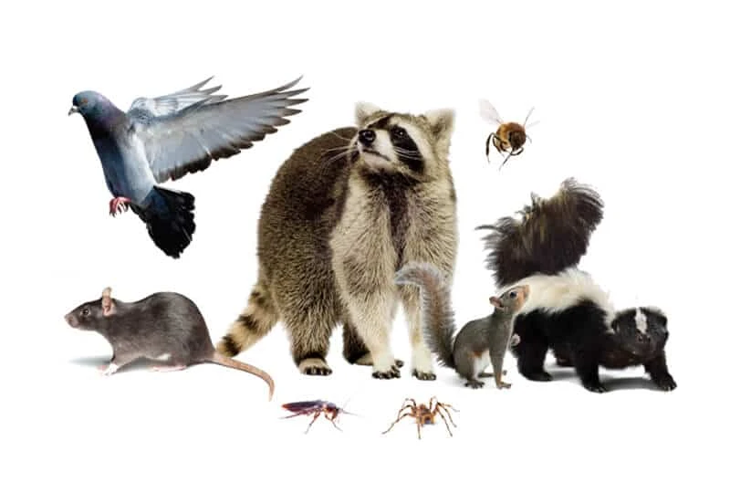 Professional General Wildlife Removal Brooklyn-The Importance of Wildlife Removal