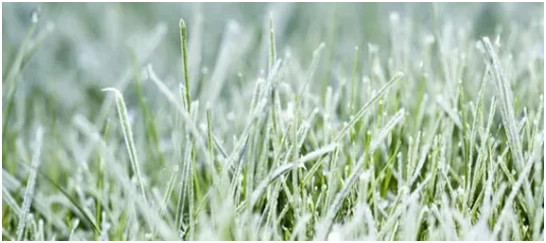 Allow Lawn Care Services to Control the Uncontrollable