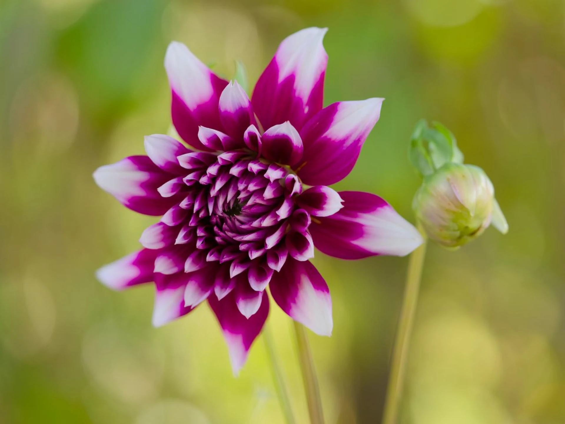 Cultural Conceptions of Luck and Their Influence on Risk Perception